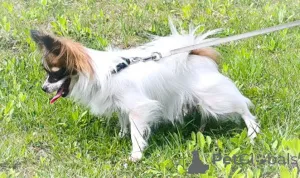 Дополнительные фото: Папийон, Papillon