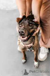 Дополнительные фото: Стася ищет дом и сердце, в котором она снова будет нужной.