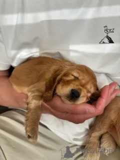 Фото №1. английский кокер-спаниель - купить в Зоссен за договорная. Объявление №157996