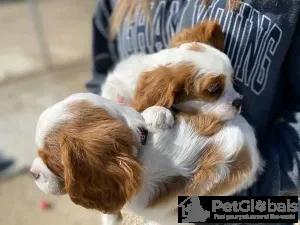 Фото №3. Beautiful Health Cavalier Puppies Business WhatsApp 37256348129.  Финляндия