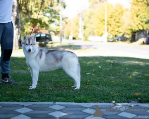 Фото №4. Продажа сибирского хаски в Indjija  - цена договорная