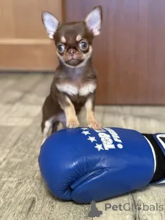 Фото №4. Продажа чихуахуа в Минске заводчик - цена 64937₽