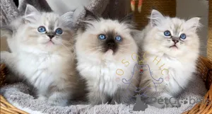 Дополнительные фото: Ragdoll Cittens