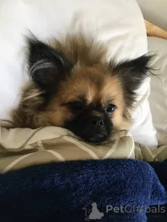 Фото №2 к объявлению №141365 о продаже мальтийскую болонку, померанского шпица - купить в Объединенных Арабских Эмиратах частное объявление