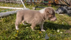 Фото №1. бородатый колли, бордер-колли - купить в Los Angeles Subdivision за 27598₽. Объявление №139943