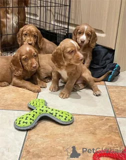 Фото №1. американский кокер-спаниель - купить в Хильдесхайм за 32468₽. Объявление №154978