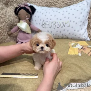 Фото №3. Продаются милые очаровательные щенки той-пуделя, обращайтесь в WhatsApp Business.  Германия