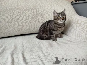 Фото №4. Продам  в Минске  - цена Бесплатно