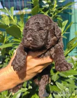 Дополнительные фото: Лаготто Ромагноло щенки