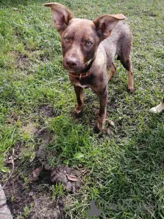 Фото №1. беспородная - купить в Минске за Бесплатно. Объявление №164578