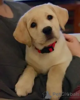 Фото №3. Лабрадор ретривер.  Германия