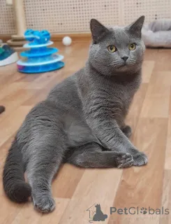 Фото №2 к объявлению №161964 о продаже британская короткошёрстная - купить в России из приюта