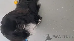 Фото №4. Продажа пекинеса в Wädenswil заводчик - цена 129874₽