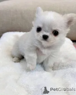 Фото №1.  - купить в Кэмпбелл Таун за договорная. Объявление №161366