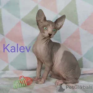 Дополнительные фото: Котята канадского сфинкса