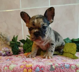 Дополнительные фото: Французский бульдог.
