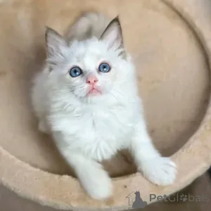 Фото №3. Ragdoll котята для усыновления. Германия