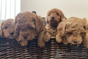 Фото №4. Продажа кинг-чарльз-спаниеля в Берлине заводчик - цена 34324₽