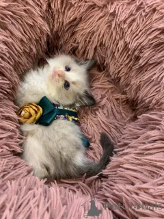 Фото №2 к объявлению №167408 о продаже рэгдолл - купить в Австрии заводчик