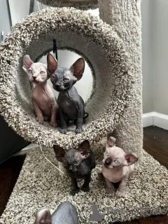 Фото №1. сфинкс - купить в Донцдорф за 32468₽. Объявление №150877