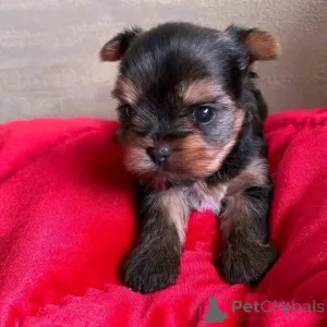 Фото №3. Yorkie Puppies для усыновления. У нас есть щенки йорки для усыновления в любом.  США