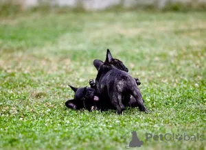 Дополнительные фото: Щенки французского бульдога от первоклассного разведения.