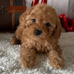 Фото №3. Кобель, 8 недель, готов к отправке домой..  Великобритания