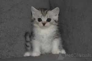 Дополнительные фото: Породные Шотландские котята