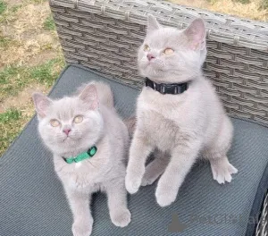 Дополнительные фото: Статные и крепкие котята