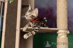 Фото №4. Продам бенгальскую в Минске частное объявление - цена 43485₽