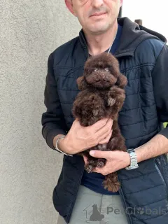 Дополнительные фото: Девушка черный пудель -------