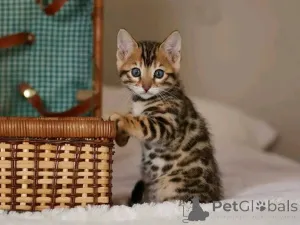 Фото №1. бигль - купить в Берлине за 51022₽. Объявление №163090