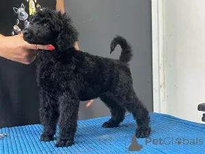 Дополнительные фото: Стандартный пудель