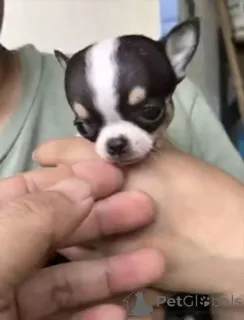 Фото №1. чихуахуа - купить в Город Теннесси за 62908₽. Объявление №165483