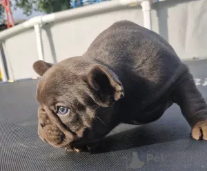 Дополнительные фото: Щенки французского бульдога