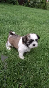 Дополнительные фото: Чистокровные щенки породы Ши-Тцу.