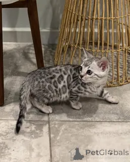 Фото №3. Ласковые бенгальские котята доступны сейчас. Германия