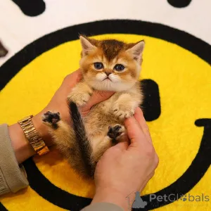 Фото №1. манчкин - купить в Андерлехт за 37107₽. Объявление №153757