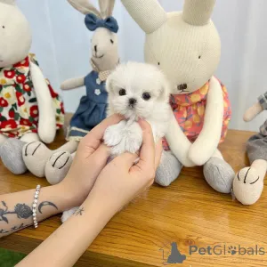 Дополнительные фото: Maltese puppy looking for a loving home! Игривый, нежный и гипоаллергенный