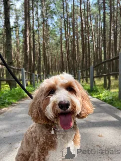 Фото №2 к объявлению №156415 о продаже лабрадудля - купить в Ирландии частное объявление