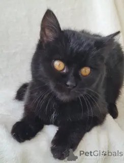 Фото №1.  - купить в Минске за Бесплатно. Объявление №161447