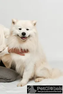 Дополнительные фото: Красивые samoyed pieciopociopociopociosae щенки щенки