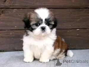 Дополнительные фото: Мои милые щенки шитцу, готовые к усыновлению, по доступным ценам, напишите нам