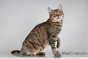 Фото №4. Продам  в Химках из приюта - цена Бесплатно