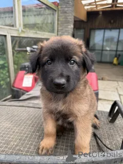 Фото №1. малинуа - купить в Дармштадт за 37107₽. Объявление №144557