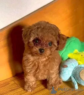 Фото №1. пудель (той) - купить в Париже за договорная. Объявление №157220