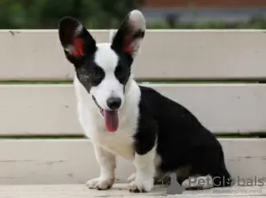 Дополнительные фото: Нарядные вельш-корги кардиган