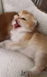 Дополнительные фото: Британские золотые шиншиллы бронирование котят из питомника WCF, родившихся