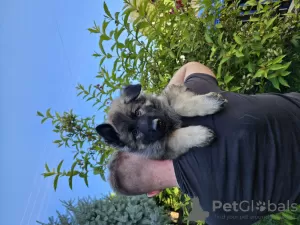 Фото №2 к объявлению №67538 о продаже  - купить в Польше заводчик