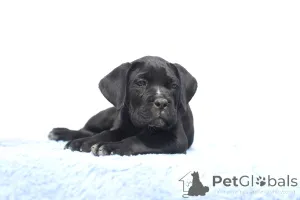 Фото №1. кане-корсо - купить в Buzău за 185534₽. Объявление №140493